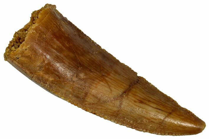 Serrated, Raptor Premaxillary Tooth - Real Dinosaur Tooth #353367